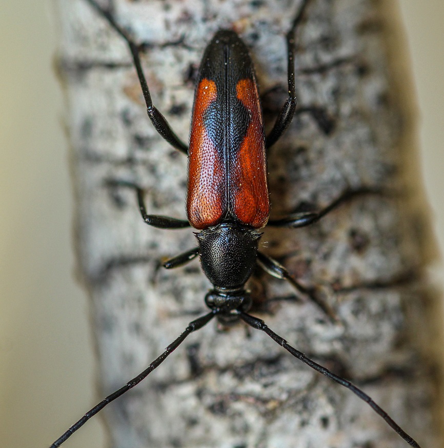 Cerambycidae: Stenurella bifasciata bifasciata